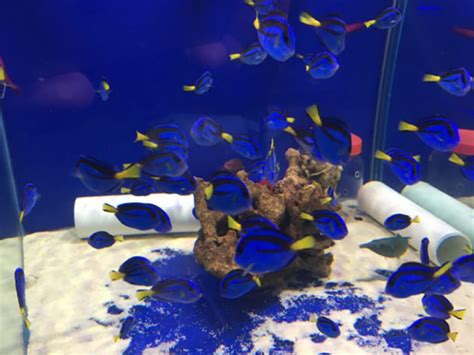 what type of fish is dory|Glass tank for fish CodyCross Answer.